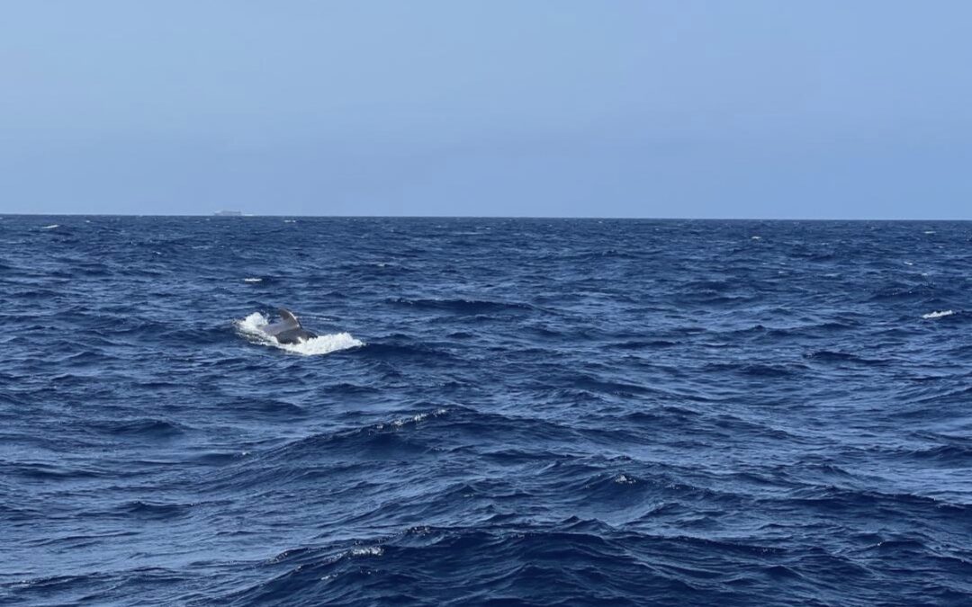 A Day Fishing in Tenerife
