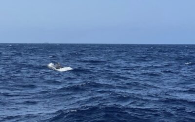 A Day Fishing in Tenerife